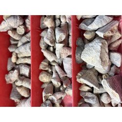 Lotto di Fossili Originali – Raccolta Storica in Cassettiera | Provenienza Gerolstein (Germania) – 1978